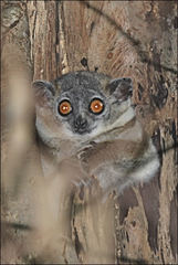 Lepilemur leucopus