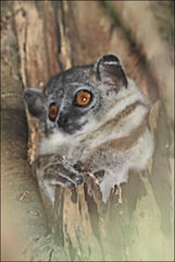 Lepilemur leucopus