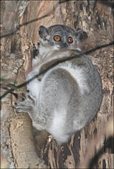Lepilemur leucopus