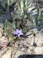 Gilia tenuiflora