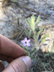 Gilia tenuiflora