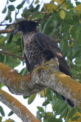 Pernis ptilorhynchus torquatus