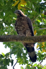 Pernis ptilorhynchus orientalis