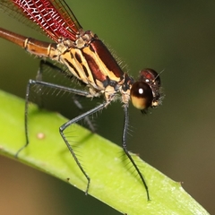 Hetaerina occisa