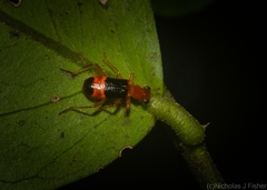 Lemidia