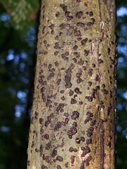 Bathelium carolinianum