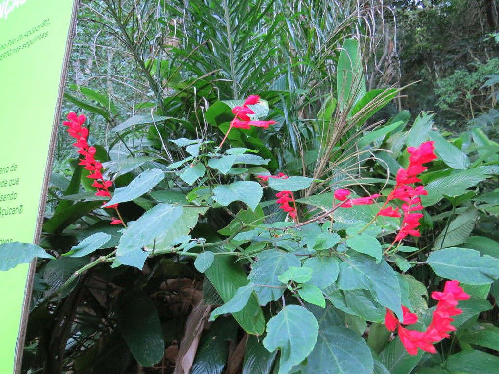 Xác pháo – Salvia splendens