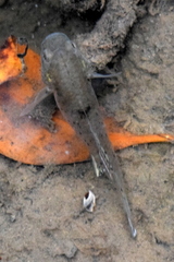 Stigmatogobius sadanundio