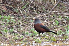 Turdus rubrocanus