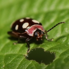 Alagoasa trifasciata