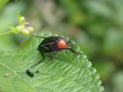 Epicauta mannerheimi