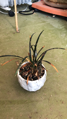 Ophiopogon planiscapus