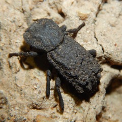 Phloeodes plicatus