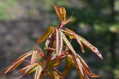 Acer mandshuricum