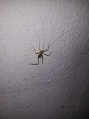 Dolichopoda azami ligustica