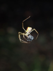 Thwaitesia glabicauda