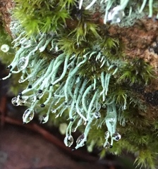 Pilophorus acicularis