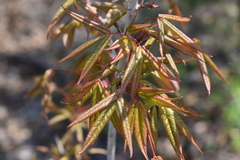 Acer mandshuricum