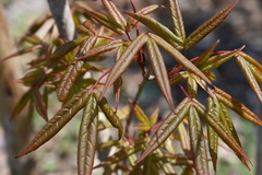Acer mandshuricum