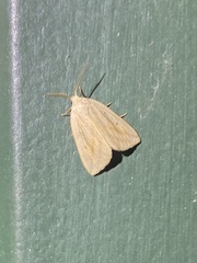 Amolita obliqua