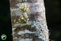 Tillandsia tricholepis