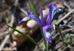 Iris uniflora