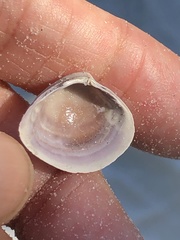 Polymesoda floridana