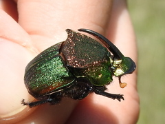 Phanaeus vindex