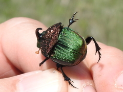 Phanaeus vindex
