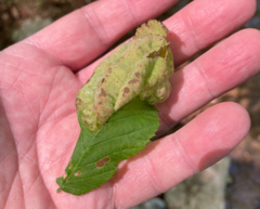 Taphrina virginica