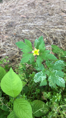 Ranunculus cantoniensis