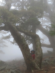 Tsuga chinensis