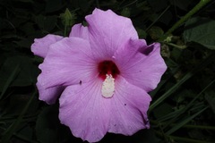 Hibiscus costatus