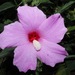 Hibiscus costatus - Photo (c) irving_wild, algunos derechos reservados (CC BY-NC)