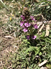 Pedicularis refracta transmorrisonensis