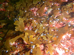 Dictyota kunthii