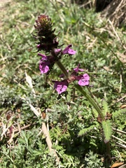 Pedicularis refracta transmorrisonensis