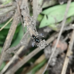 Rivellia syngenesiae