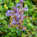 Dwarf Sorrel Broomrape - Photo (c) kenttrulsson, some rights reserved (CC BY-NC), uploaded by kenttrulsson