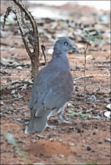 Nesoenas picturatus