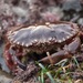Eubrachyuran Crabs - Photo (c) u_phantasticus, some rights reserved (CC BY-NC), uploaded by u_phantasticus