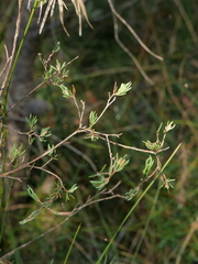 Darwinia biflora