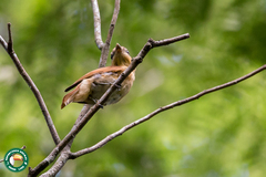 Pachyramphus
