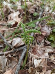 Phegopteris connectilis