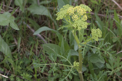 Polytaenia nuttallii