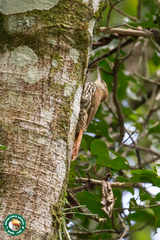 Lepidocolaptes squamatus