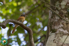Pachyramphus castaneus