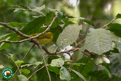 Caryothraustes canadensis