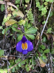 Mazus alpinus