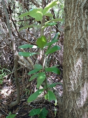 Pittosporum ralphii